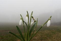 Schneegl&ouml;ckchen teilen