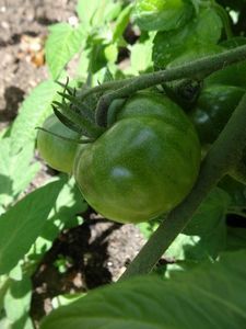 Kraut- und Braunf&auml;ule