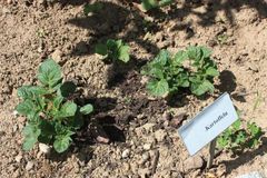 Pflanzkartoffeln ausbringen