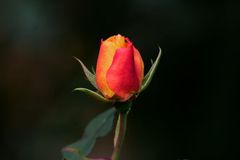 Zum Start der Pollenflugsaison