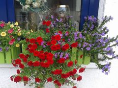 Männertreu, Verbene, Astern