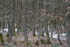 W&auml;lder als Wasserspeicher