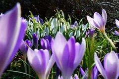 Umsetzen von Frühjahrsblühern