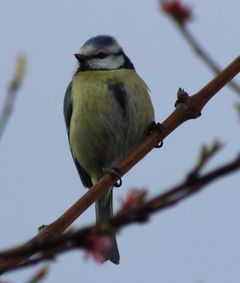 R&auml;uber im blau-gelben Gewand