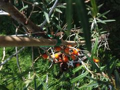 Buschiger Vitaminprotz