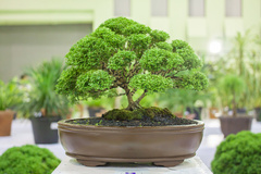 Zimmerpflanzen - Pflege im Winter