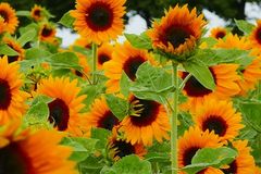 Es ist Sonnenblumen-Zeit!