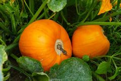 K&uuml;rbisse und Bohnen