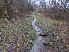 Startschuss für die Hasel?