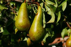 'Gute Luise' oder 'Clapps Liebling'?