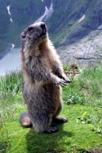 Und j&auml;hrlich gr&uuml;&szlig;t das Murmeltier