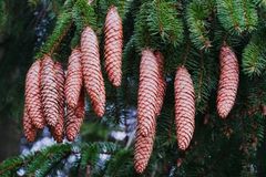 Damit die Nadeln auch am Baum bleiben...