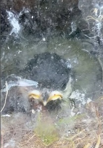 Flauschiger Nachwuchs in der Klemme