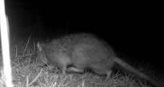 Nicht jedes Wetter ist 'Rattenwetter'