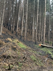 Nach dem Waldbrand im H&uuml;rtgenwald: Brandgeruch bleibt, Arbeit auch